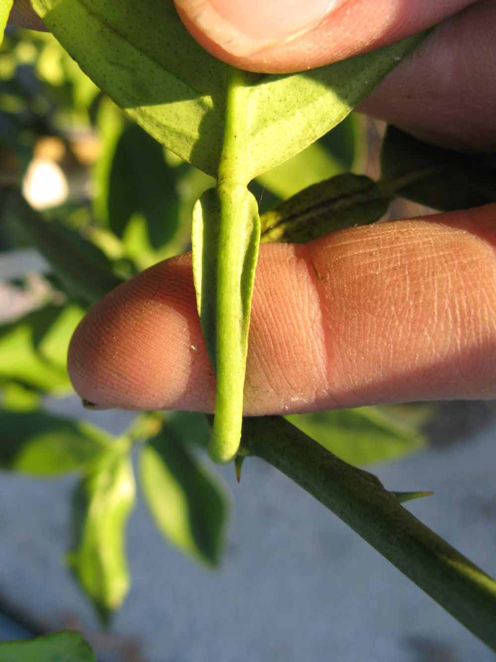              Petiole (Winter Haven, FL)       